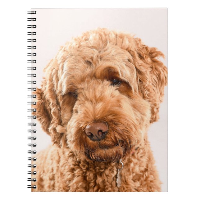 Caderno Espiral Retrato do Goldendoodle Studio (Frente)