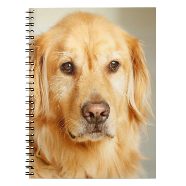 Caderno Espiral Retrato do ouro Retriever (Frente)