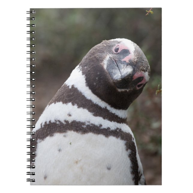 Caderno Espiral Retrato do pinguim de Magellanic (Frente)