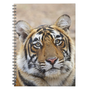Caderno Espiral Retrato do Tigre-de-bengala-real, Ranthambhor