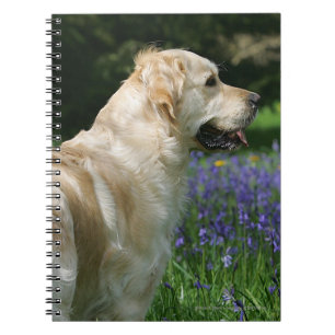 Caderno Espiral Retreiver dourado nas flores