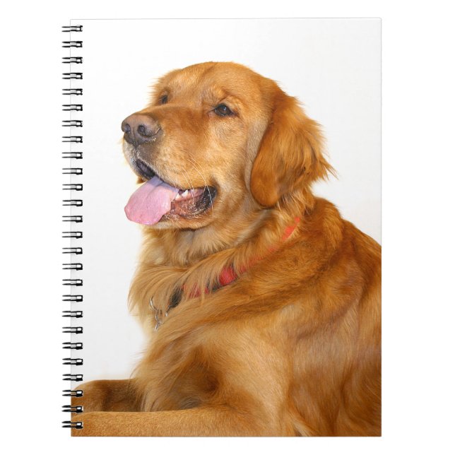 Caderno Espiral Retriever de ouro (Frente)