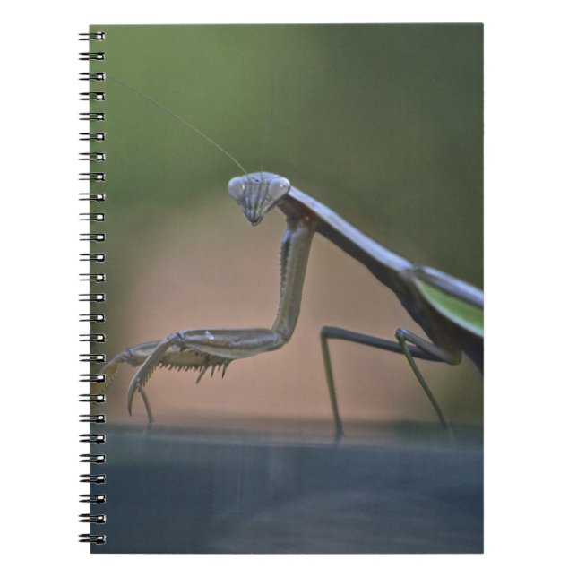 Caderno Espiral Rezando Mantis (Frente)