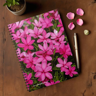 Caderno Espiral Rhodohypoxis/estrela vermelha/Posy rosado