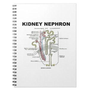 Caderno Espiral Rim Nephron (livro de texto da anatomia do cinza)
