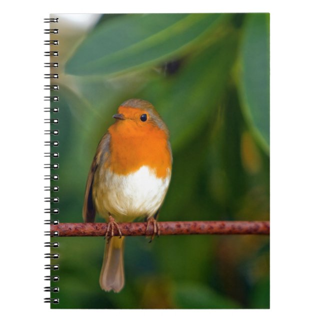 Caderno Espiral Robin Natal (Frente)