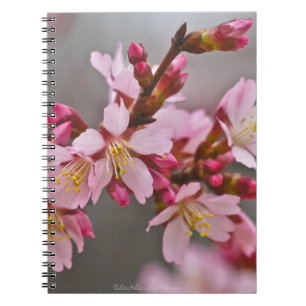 Caderno Espiral Rosa Contra Uma Cinza Céu Japonês Blossomas De Cer