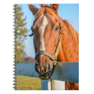 Caderno Espiral Rosa de crepúsculo Cavalo de raça pura
