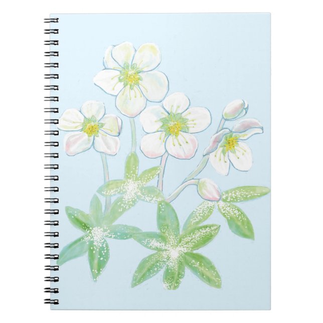 Caderno Espiral Rosa de Natal, Helleborus niger (Frente)