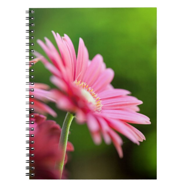Caderno Espiral Rosa Gerbera Daisy (Frente)