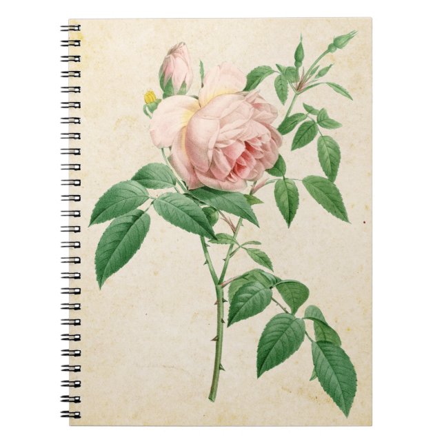 Caderno Espiral Rosa indica fragrans - ilustração botânica (Frente)
