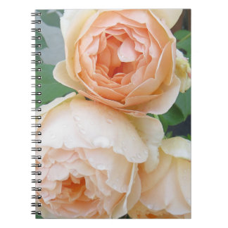 Caderno Espiral Rosa 'Jude the Obscure'