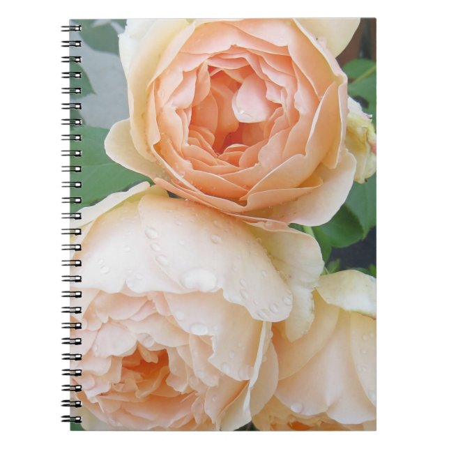 Caderno Espiral Rosa 'Jude the Obscure' (Frente)