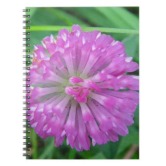 Caderno Espiral Rosa Kleeblüte (Frente)