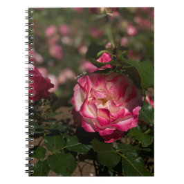 Caderno Espiral Rosa Rosa Rosa e Branco