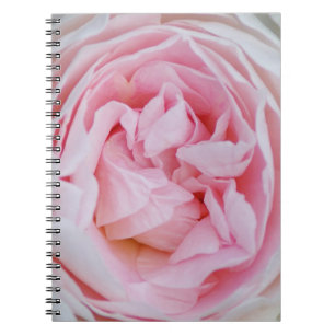 Caderno Espiral Rosa Rosa Rosa Rosa Cor-de-rosa Rosas cor-de-rosa