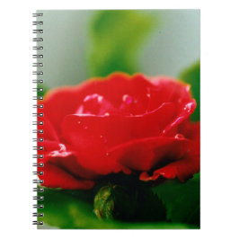 Caderno Espiral Rosa vermelha de manhã coberta com gotas de orvalh