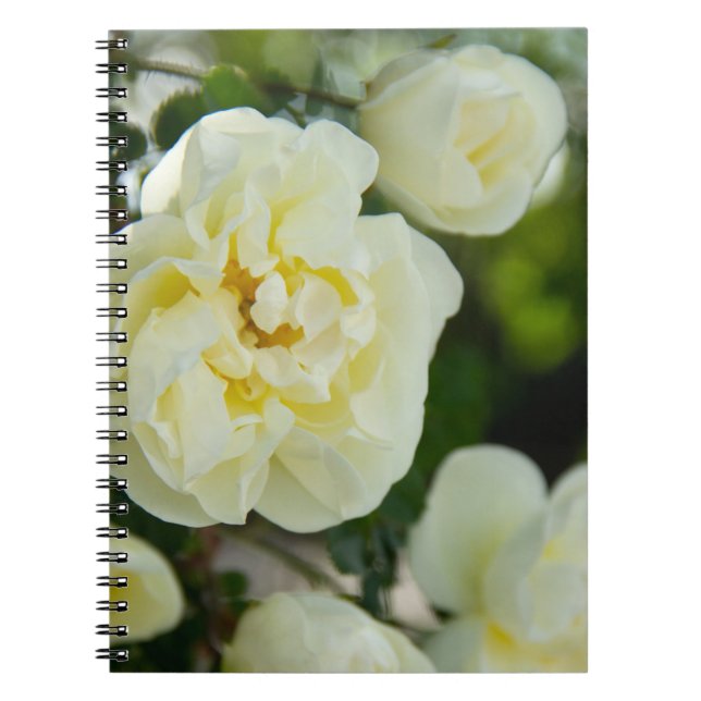 Caderno Espiral Rosas brancas, brancas, brancas, para positivas (Frente)