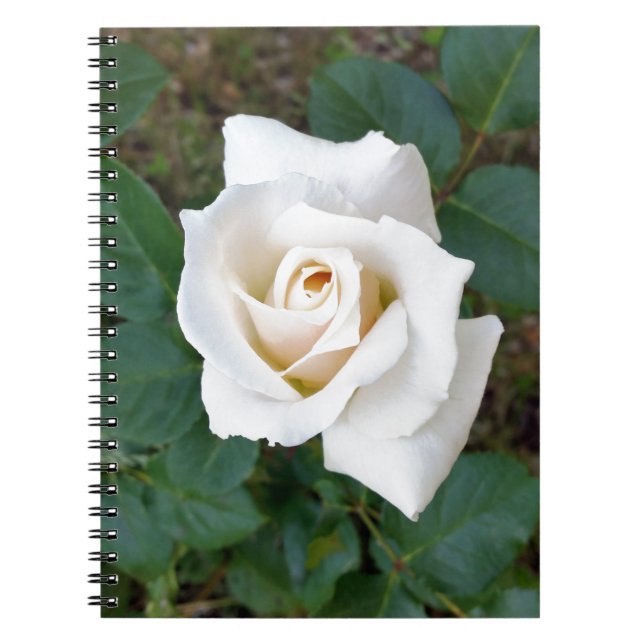Caderno Espiral rosebusto branco (Frente)
