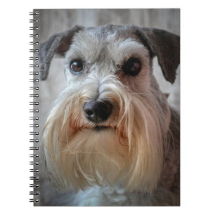 Caderno Espiral Rosto de Cachorro Schnauzer