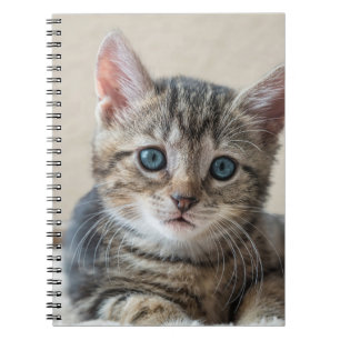 Caderno Espiral Rosto de Gato Bonito