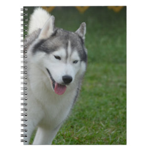 Caderno Espiral Rouco Siberian bonito