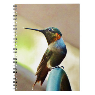 Caderno Espiral Ruby e pequeno beija-flor-verde