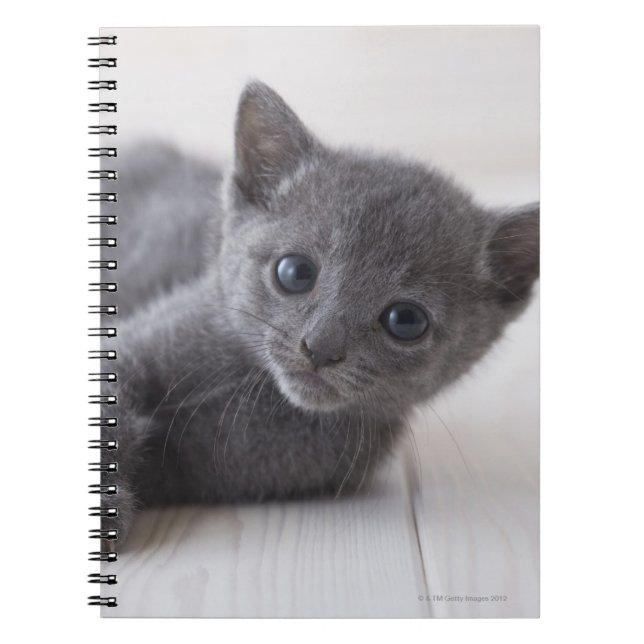 Caderno Espiral Russo Blue Kitten (Frente)