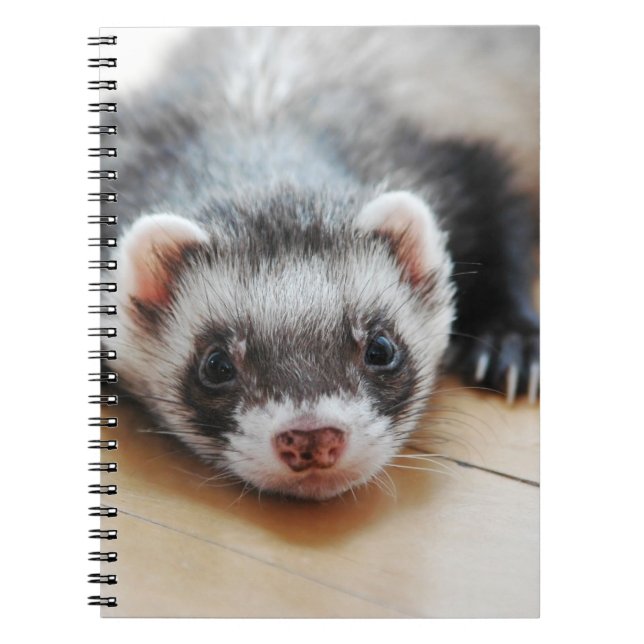 Caderno Espiral Sable Ferret (Frente)