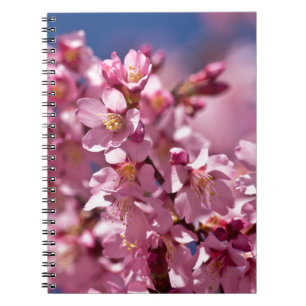 Caderno Espiral Sakura Cherry Blossoms beijados à luz do sol