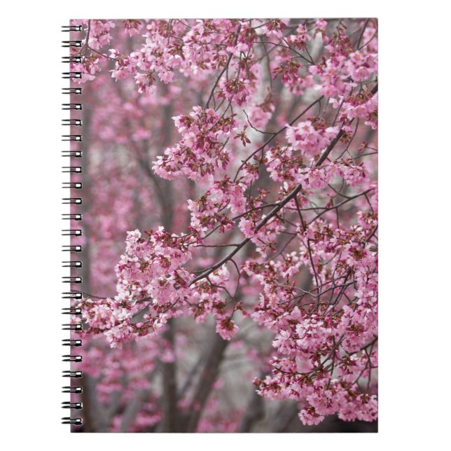 Caderno Espiral Sakura Cherry Blossoms Flores Rosa (Frente)