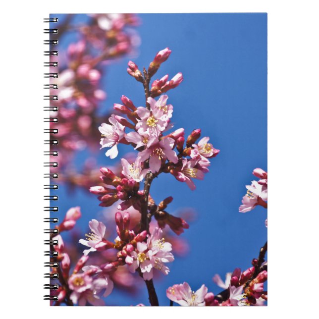 Caderno Espiral Sakura Cherry Blossoms tocando azul (Frente)
