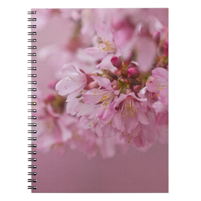 Caderno Espiral Sakura Flores de Cerejeira Rosa Pálido Reflexos (Frente)