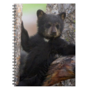 Caderno Espiral Salto de Urso Negro