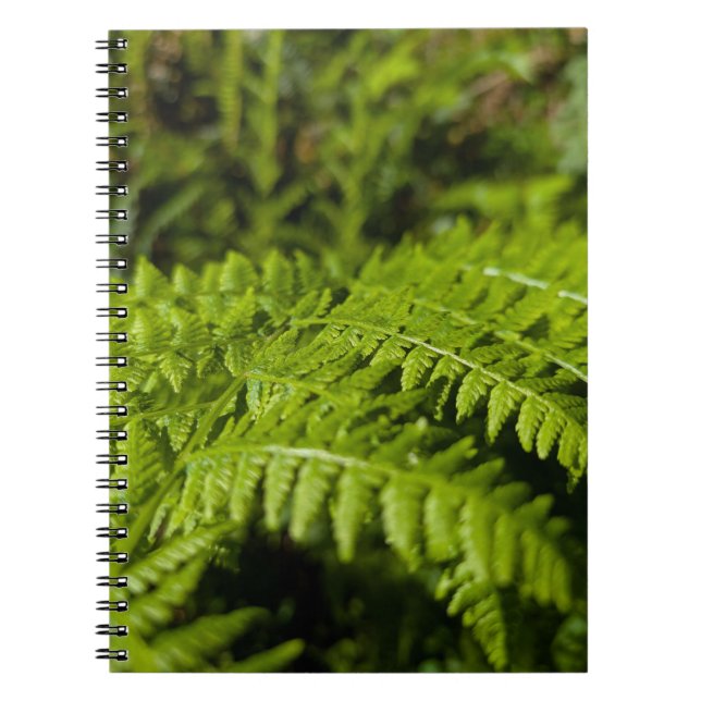 Caderno Espiral samambaia (Frente)