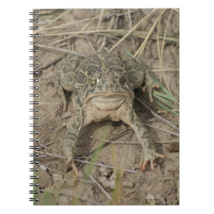 Caderno Espiral Sapo da pradaria R10