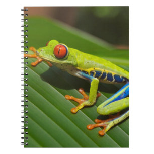 Caderno Espiral Sapo de árvore