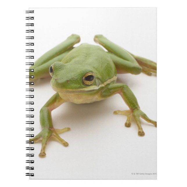 Caderno Espiral Sapo verde da árvore (Frente)