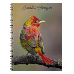 Caderno Espiral Scarlet Tanager Molting - Fotografia original