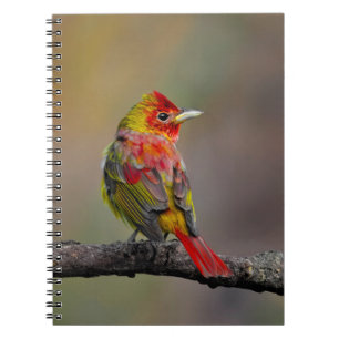 Caderno Espiral Scarlet Tanager Molting - Fotografia original