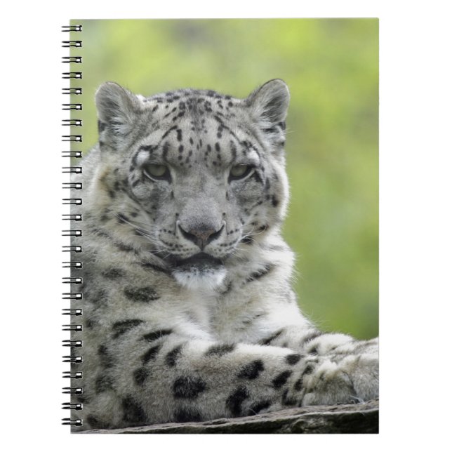 Caderno Espiral Schneelepard (Frente)