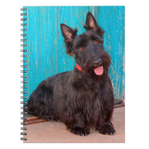 Caderno Espiral Scottish Terrier sentado à porta colorida
