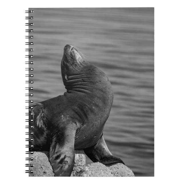 Caderno Espiral Sea Lion Empoleirado em Rochas - Fotografia da vid (Frente)