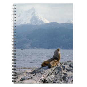 Caderno Espiral Sea lions in beagle channel - Argentina