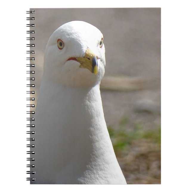 Caderno Espiral Seagull (Frente)