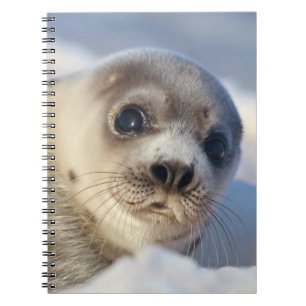 Caderno Espiral Selo de harpa novo