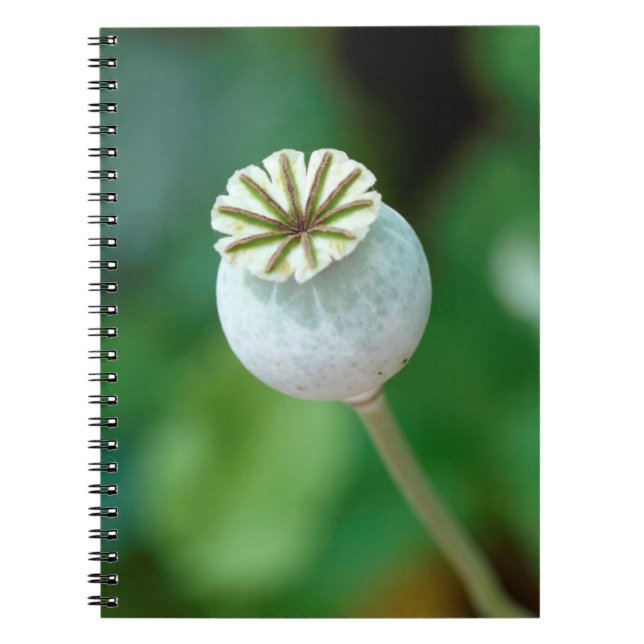 Caderno Espiral Semente de Cabeça de Flor de Papoula, Cabo Ocident (Frente)
