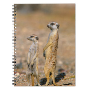 Caderno Espiral Sentinelas do Meerkat (Suricata Suricatta), Karas