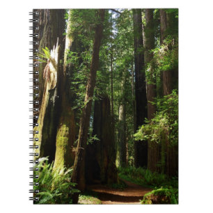 Caderno Espiral Sequoias e Ferns