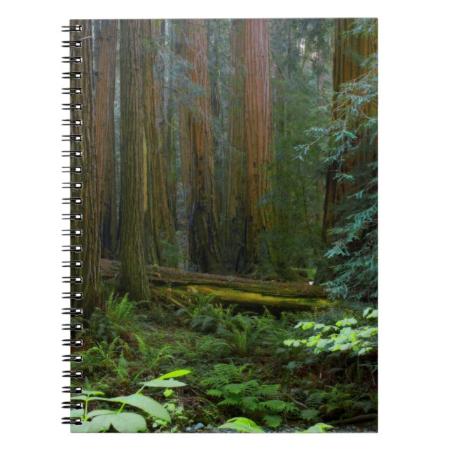 Caderno Espiral Sequoias No Parque Nacional De Muir Woods (Frente)
